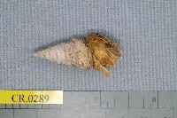 藏品(灰白陸寄居蟹)的圖片
